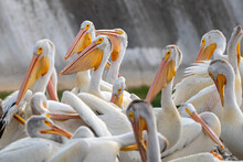 A Group Of American White Pelicans Are Enjoying A Sunny Day In A River 