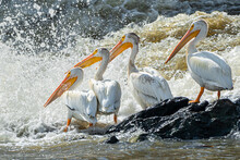 A Flock Of American White Pelicans Are Floating In Water, And Fishing