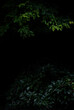 Tropical forest foliage plants bushes dark night