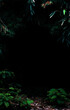 Tropical forest foliage plants bushes dark night
