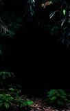 Fototapeta Zwierzęta - Tropical forest foliage plants bushes dark night