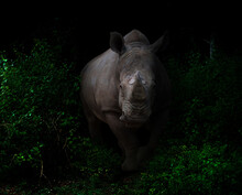 White Rhinoceros  In The Dark Forest