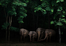 Group Of Asia Elephant In The Dark Forest