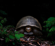 Tortoise In The Dark Forest