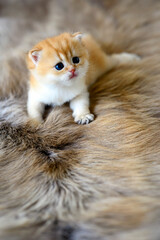 Wall Mural - Baby kittens are learning to crawl on a brown wool carpet. British Short Hair Golden Hair Innocent looking mischievous strolling, full front view.