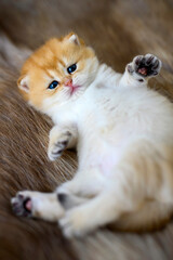 Wall Mural - kitten lies supine on a brown woolen carpet. Innocent looking kitten. British Shorthair, purebred and beautiful, lovable, lounging in soft fur and looking.