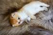 A kitten lying on a brown fur rug is posing on its side. British Short Hair Golden Hair His innocent face was sleepy, his eyes drooping, his expression about to fall asleep.