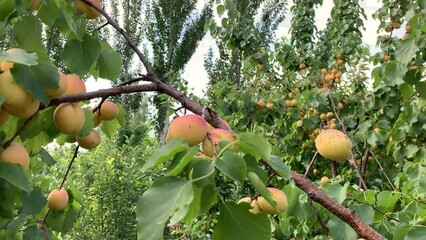 Poster - Apricots on apricot tree. Summer fruits. Ripe apricots on a tree branch. Close up
