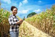 © Chalermphon - Young African female farmer owner standing on field during harvest and showing corn cobs.American woman with black hair smiling while corn harvester in field.good quality grain,fertilizer,summer.