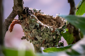 Wall Mural - A freshly used nest of a ruby-throated hummingbird.