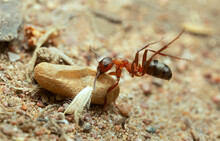 Wood Ant, Formica Struggling With Transporting Egg