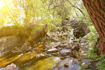 Wall Mural - View of stream with rocks in green forest