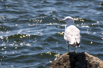 Wall Mural - gull on a rock