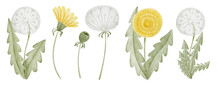 Dandelion Flower Watercolor Hand Drawn Illustration. Botanical Clipart Elements Collection Isolated On White Background.