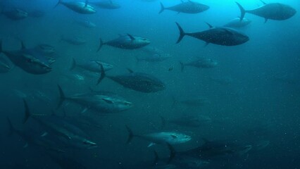 Wall Mural - Blue fin Mediterranean tuna fishes swimming in rounds inside a giant marine cage off the shore of Turkish-Aegean coast.