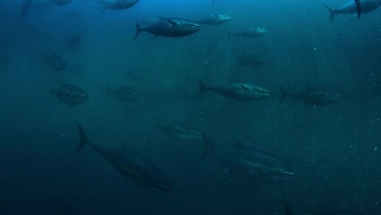 Wall Mural - Blue fin Mediterranean tuna fishes swimming in rounds inside a giant marine cage off the shore of Turkish-Aegean coast.