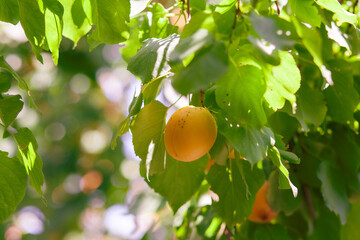Poster - Apricots on apricot tree. Summer fruits. Ripe apricots on a tree branch. Close up