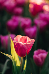 Wall Mural - red white tulip flower in close up