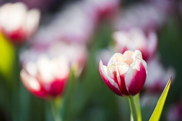Wall Mural - red white tulip flower in close up