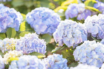 Wall Mural - hydrangea flower in close up with sunlight