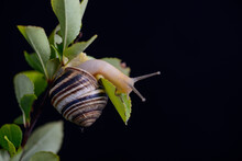 Snail With A Striped Shell On A Green Branch On A Black Background
