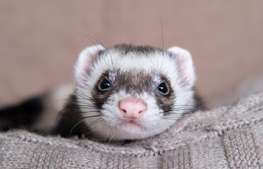 Wall Mural - The cute funny ferret portrait