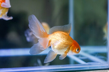 Goldfish at aquarium fish,  from Asia.The goldfish on Chinese sign brings a prosperity and good luck. 