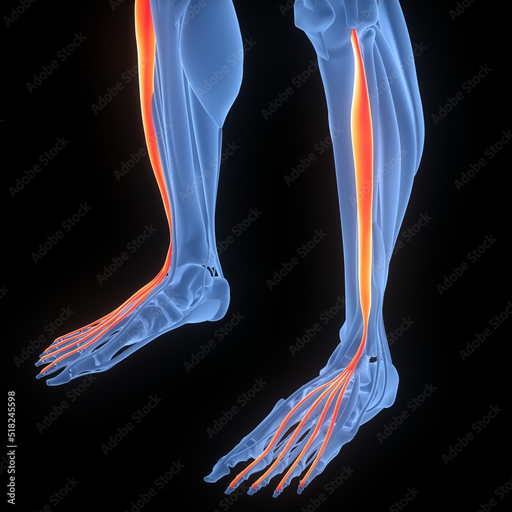 Stock-Illustration „Human Muscular System Leg Muscles Extensor ...