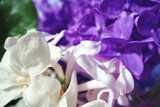 Fototapeta Tulipany - Macro image of spring lilac violet flowers