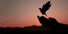 Freedom Silhouette Of Pigeons And Released Hands, Hope, Peace, Liberty, Nature, Morning Sun. Freedom And   Independence Concept.