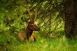 Elk resting in Jasper National Park, Alberta, Canada