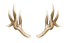 Elk Horns Watercolor Illustration. Stag Pair Of Horns. Wildlife Natural Animal Decoration Head Element