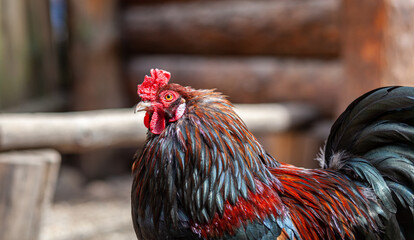 Poster - Portrait of a beautiful colorful rooster with a bright red comb. Countryside concept with domestic bird close up on the farm. Copy space for text