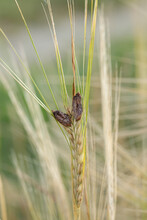 Ergot (Genus Claviceps) Growing On A Rye Spica.