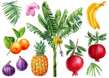 Banana Palm, Fruits And Flower. Watercolor Hand Drawn Illustration