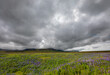 Iceland Blooming Icelandic Purple Lupin Flower Field  