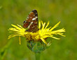 Landkärtchenfalter; Araschnia levana; map butterfly