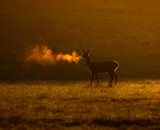 Fototapeta Las - deer in the Morning light 