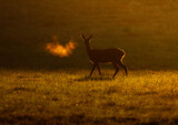 Fototapeta Las - deer in the Field at sunrise 