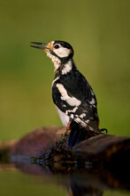 Grote Bonte Specht, Great Spotted Woodpecker, Dendrocopos Major