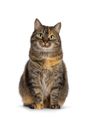 Poster - Sweet tortie house cat, sitting up facing front. Looking towards camera. Isolated on a white background.