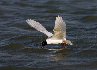 Mediterranean Gull, Zwartkopmeeuw, Larus melanocephalus