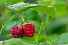 Wild Raspberries In The Forest 