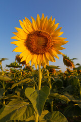 Wall Mural - Girasol (Helianthus annuus) en un campo al atardecer