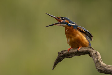 Wall Mural - male common kingfisher perched on a branch with his beak open and a green background.