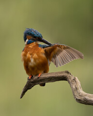 Wall Mural - male common kingfisher preening wing feathers perched on a branch with a green background.