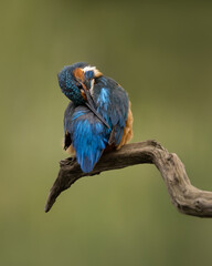 Wall Mural - male common kingfisher preening tail feathers perched on a branch with a green background.
