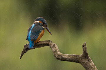 Wall Mural - female common kingfisher perched on a branch with rain streaks showing against a green background.