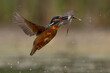 Male Common Kingfisher flying back to perch with fish in beak.  