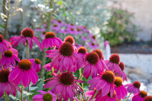 Pink Echinacea Coneflowers, Photographed In A Cottage Garden In Montrichard In The Loire Valley, France.